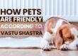 How Pets Are Friendly According To Vastu Shastra