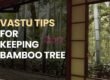 Vastu Tips for Keeping Bamboo Tree