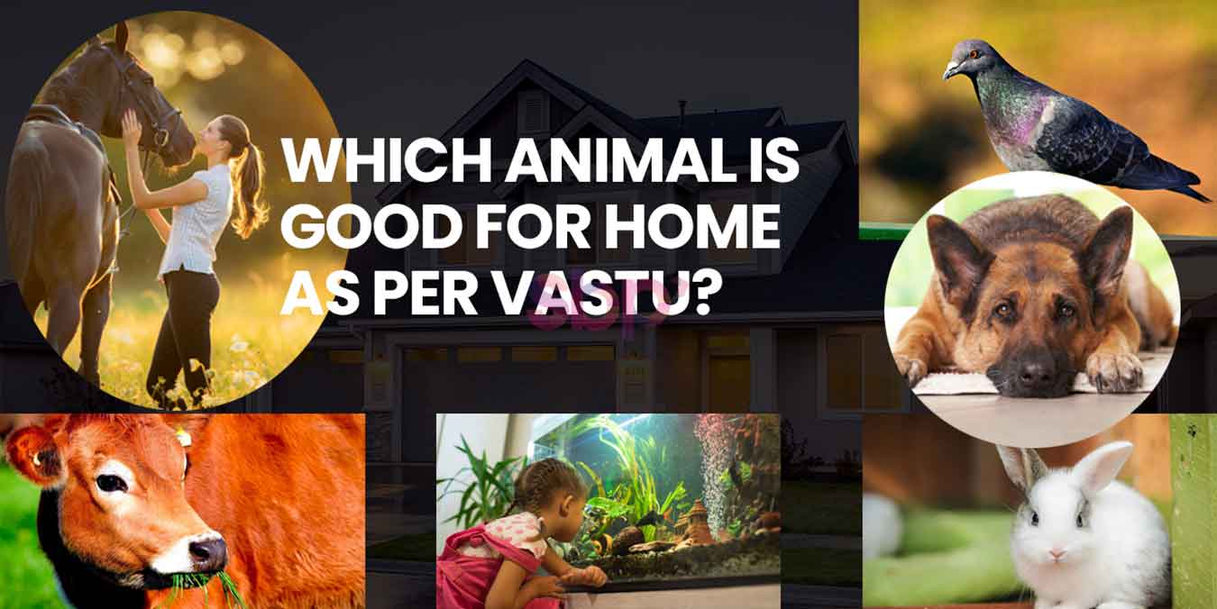 Which Animal Is Good For Home As Per Vastu? - SBP Group BLOG